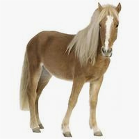 anna wand� - WANDSTICKER My First Pony