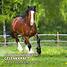 Produkt Thumbnail AniForte® Grünlippmuschel Pulver für Pferde 1 kg