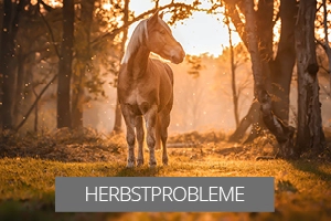 Herbst - Tipp im Problemfall