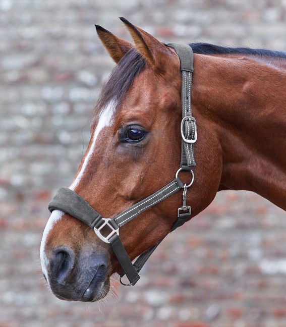 WALDHAUSEN Halfter Sparkle WB Grau | Gepolstertes Pferdehalfter Mit Glitzer-Effekt