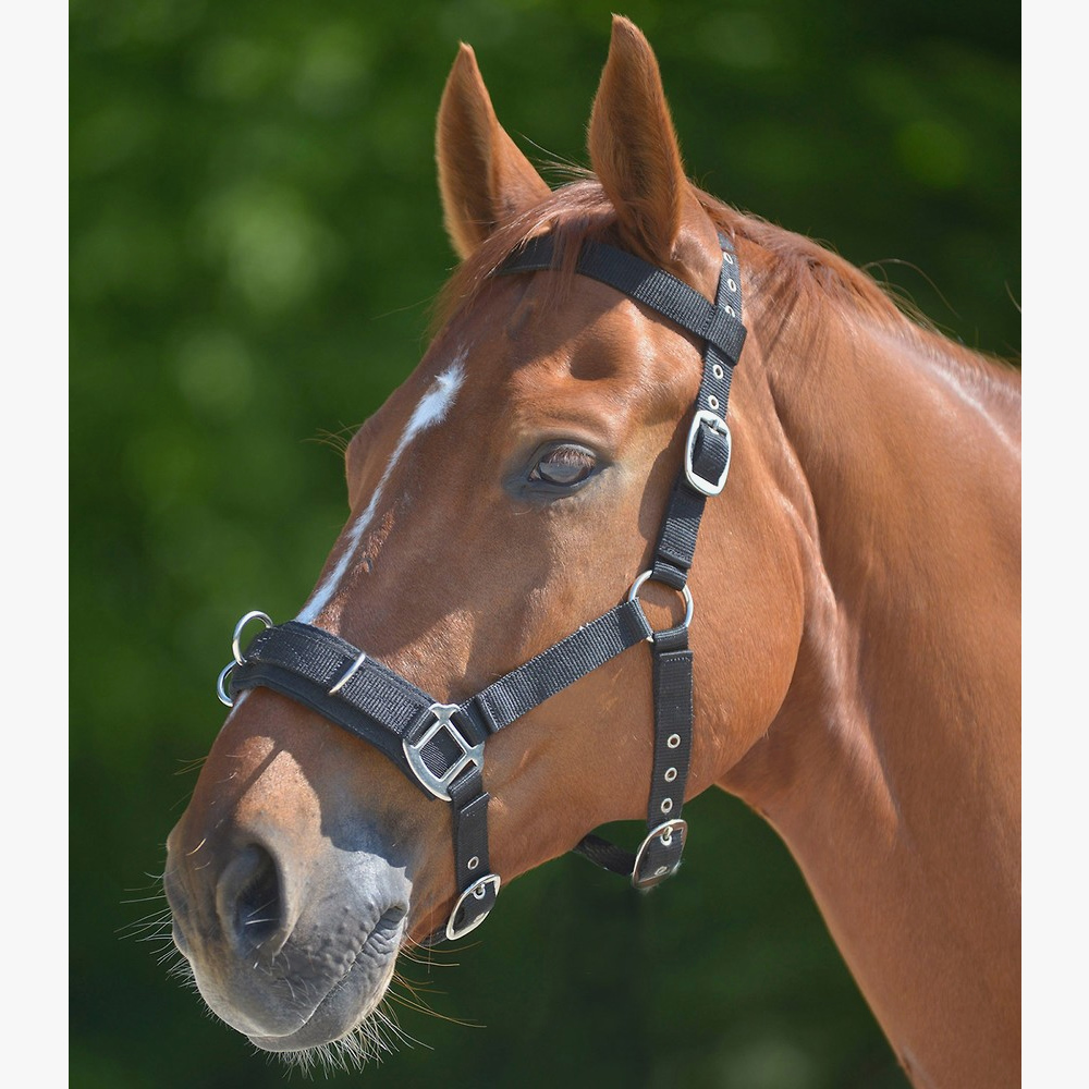 Caveçon en cuir Anatomic - Waldhausen - WALDHAUSEN - Caveçons