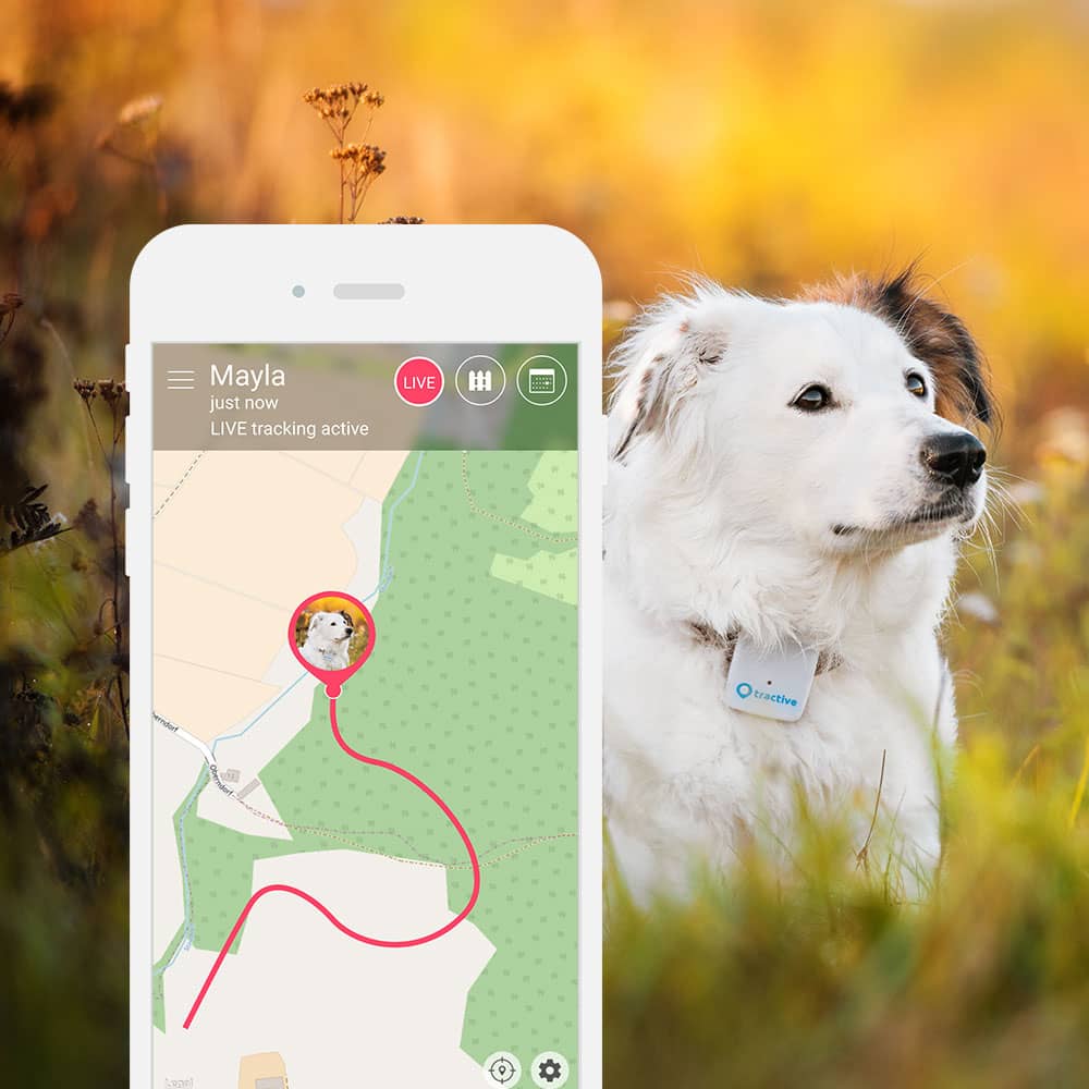 Tractive GPS Tracker für Haustiere Hund XL ab € 77,11 im