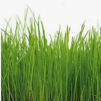 RUDLOFF Equitana®  Brandenburger Pferdeweide 10 kg