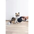Produkt Thumbnail Kerbl Pet Rollleine 5 m