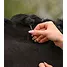 Produkt Thumbnail Waldhausen Mähnen Einflecht Set
