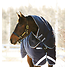 Produkt Thumbnail Horseware Rambo Duo Turnout 100g + 300g Liner