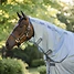 Produkt Thumbnail Horseware Amigo integrated Fliegendecke