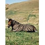 Produkt Thumbnail LeMieux Arika Ripstop 100g Turnout Rug 