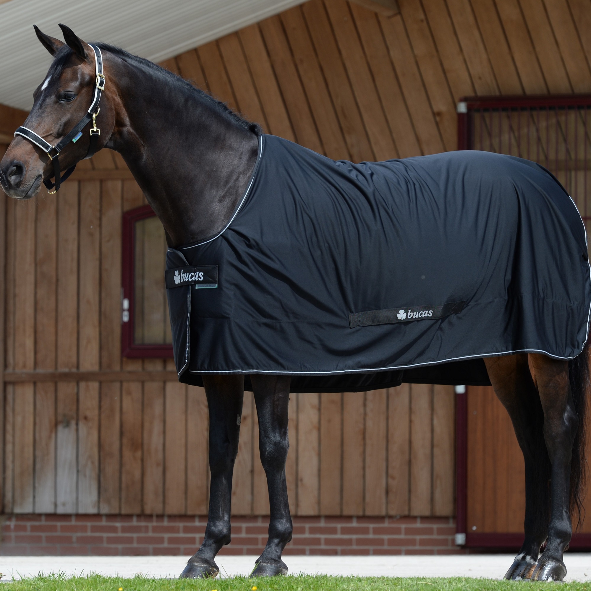 Bucas Shamrock Power Black/Silver, Gr. 125 cm