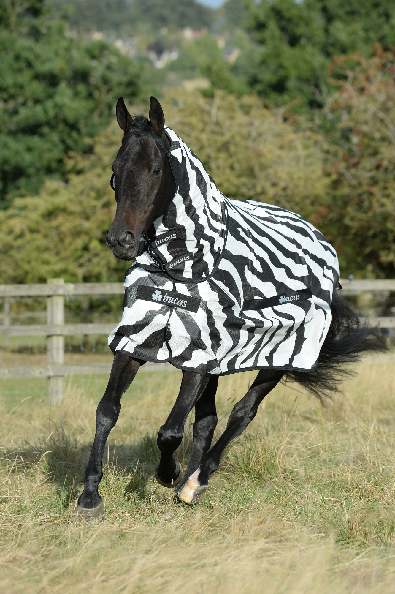 Bucas Buzz-off Fliegendecke Zebra, 145 cm