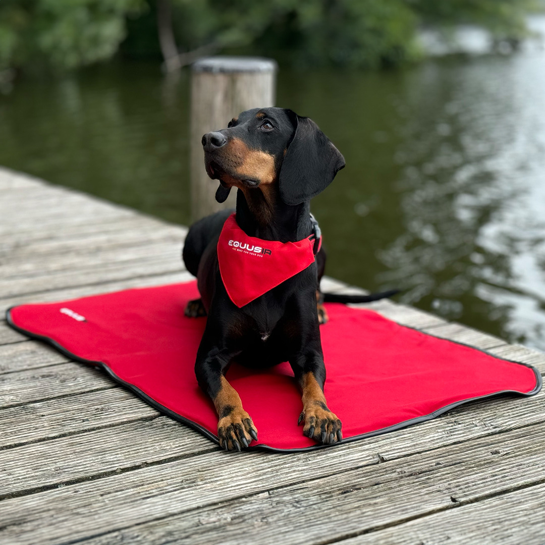 Equusir Bios Hundedecke L 105 x 80 cm, inklusive Steuergerät + Powerbank