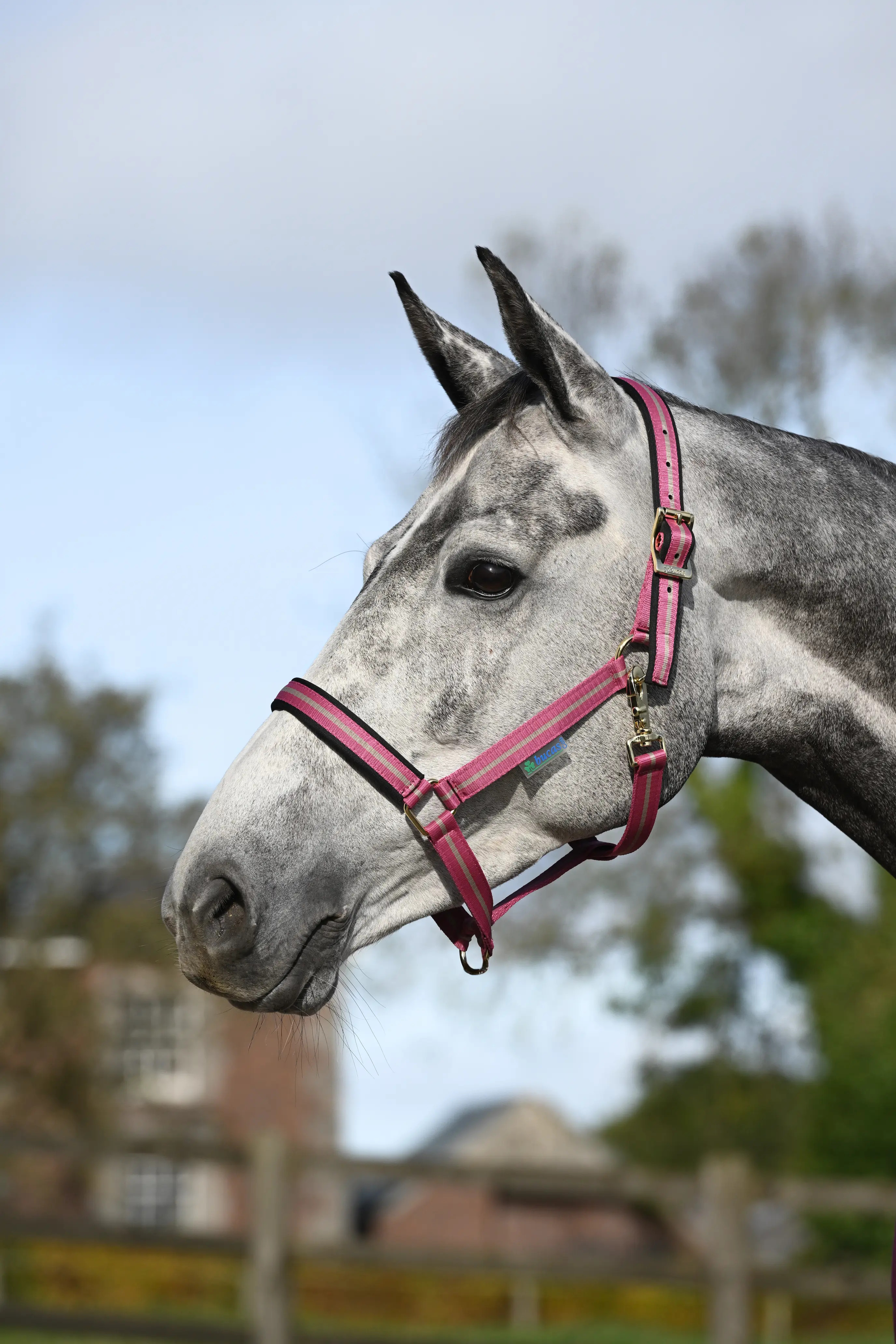 Bucas Halfter Dublin, Nylonhalfter Pony, Raspberry