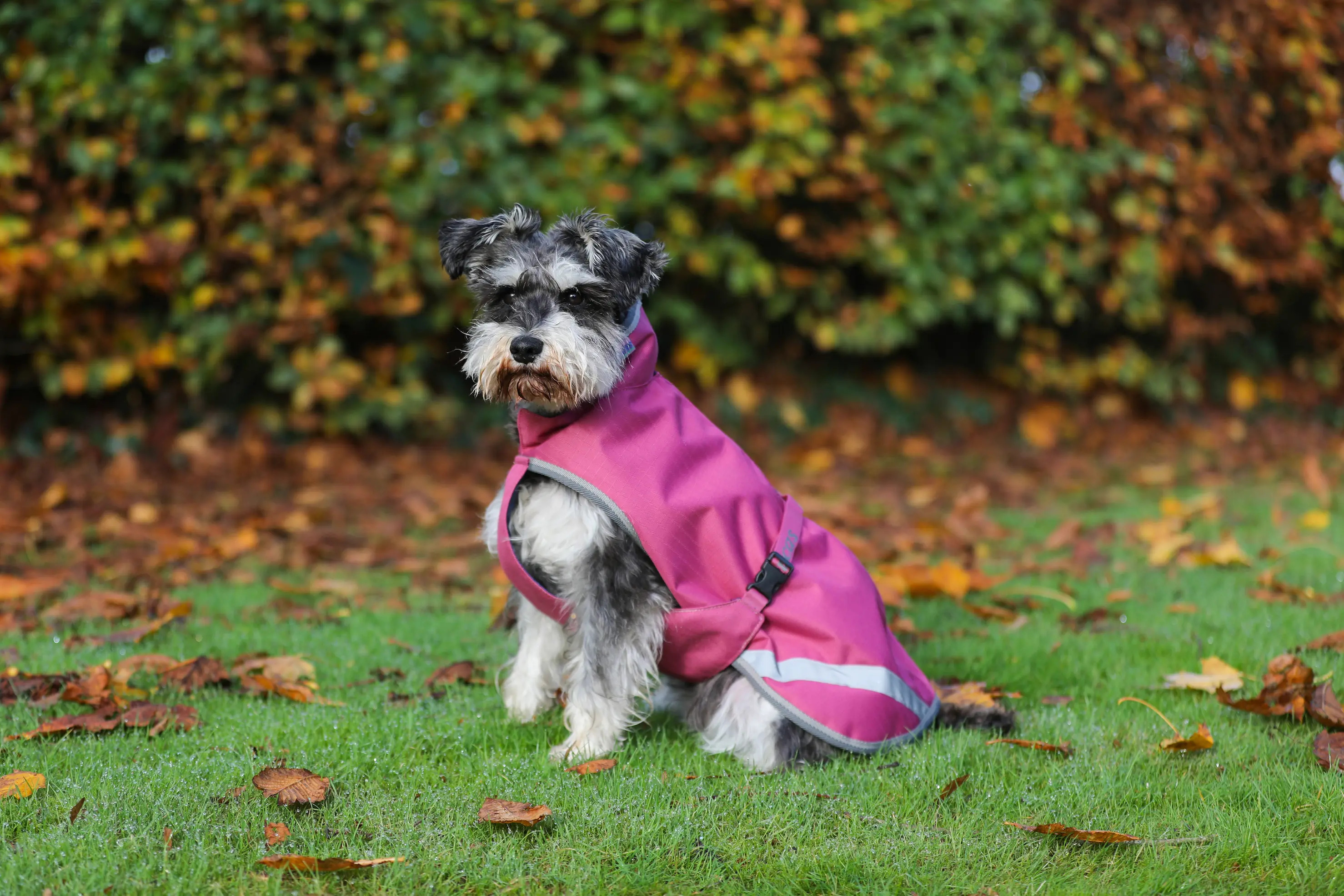 Bucas Freedom Dog Rug 50g 50cm, Raspberry