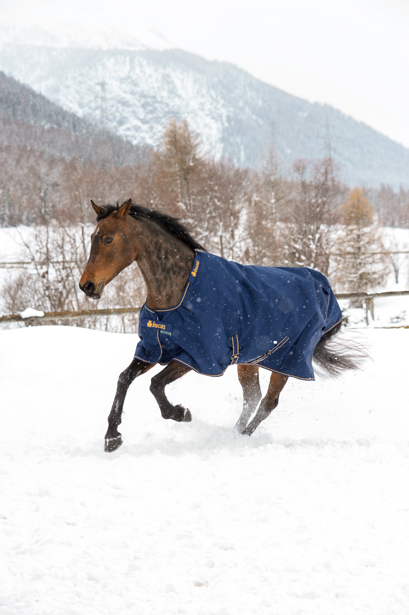 Bucas Irish Turnout 150g Navy/Gold, Gr. 145 cm