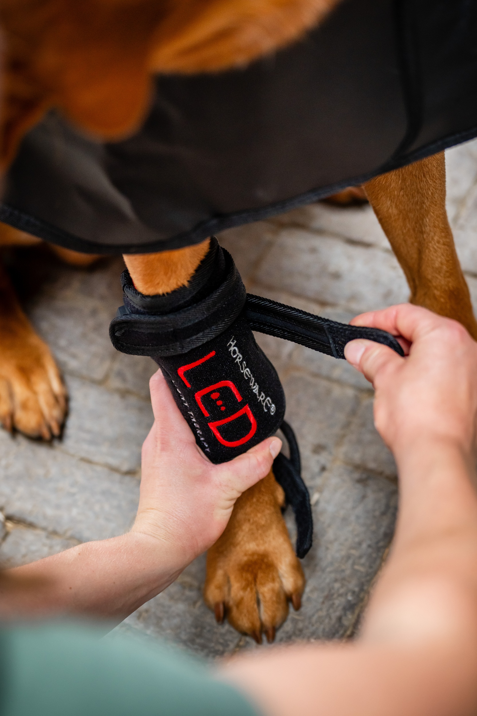 Horseware Led-Rotlicht-Therapie – Haustiergamasche Schwarz