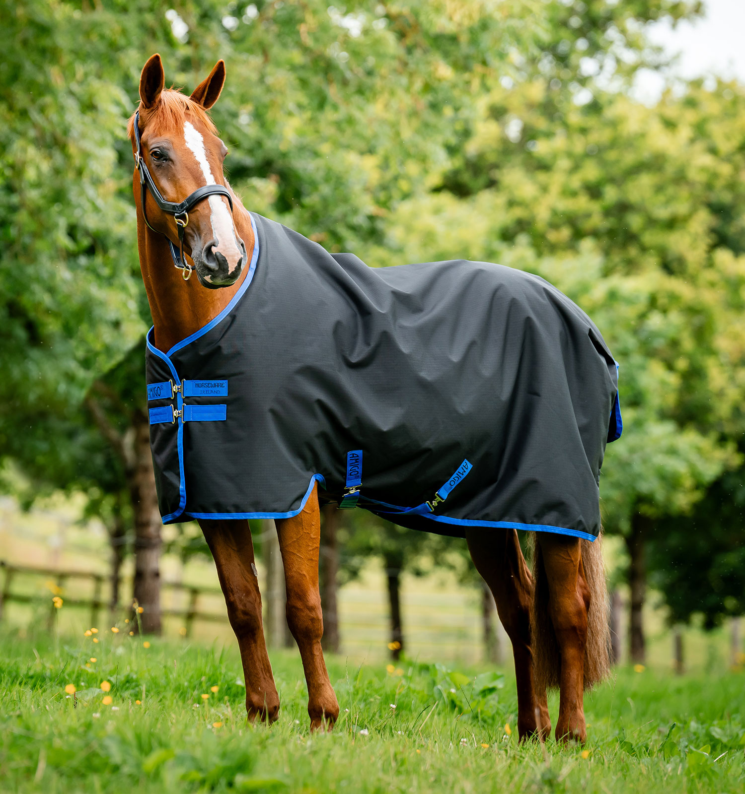 Horseware Amigo Ripstop 900D Fleece Lined Turnout 50g Black/Classic Blue, Gr. 160 cm