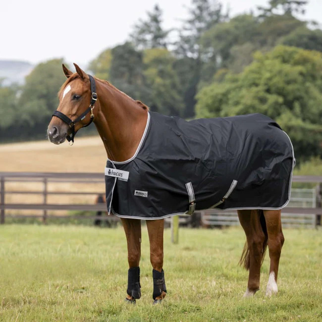 Bucas Anniversary Turnout Light 0g Sd Black/Sapphire, Gr. 155 cm