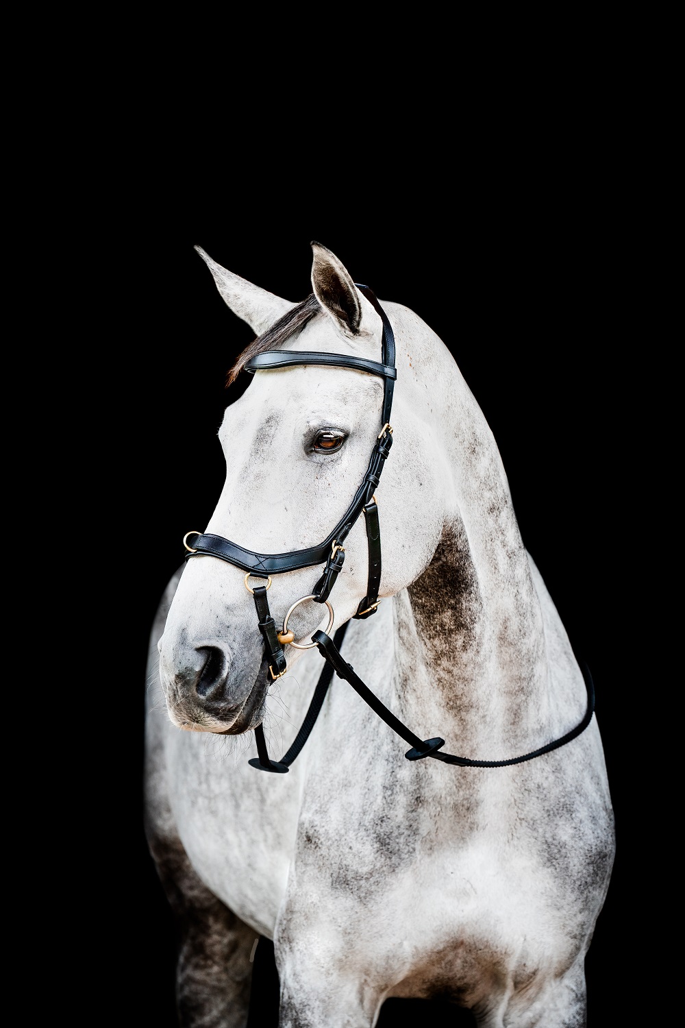 Horseware Micklem® Multi Bridle Schwarz, Gr. Large Cob (Großes Vb)
