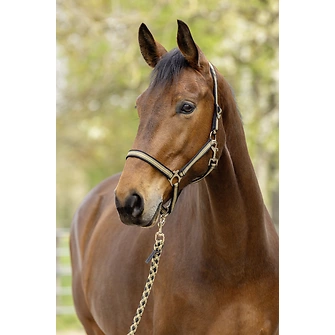 Produkt Bild Covalliero Halfter Hippo F/S 2026 2