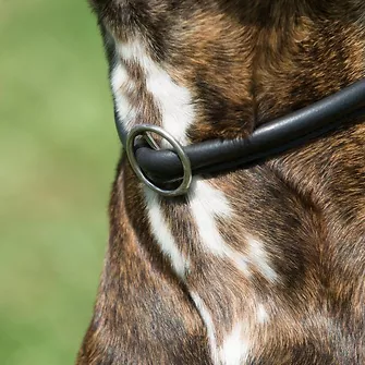 Produkt Bild Kieffer Halsband Training 3