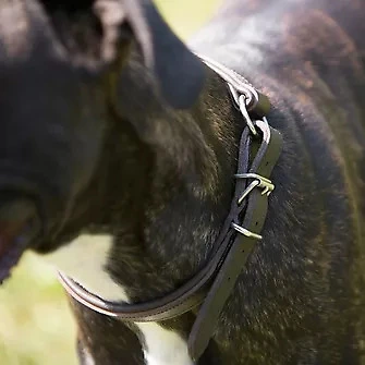 Produkt Bild Kieffer Dressur-Halsband 2