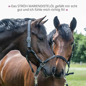 Produkt Bild STRÖH Mariendistelöl 1L 7