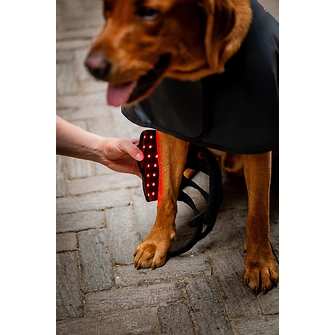 Produkt Bild Horseware Therapiegamasche für Tiere LED-Rotlicht-Therapie  2