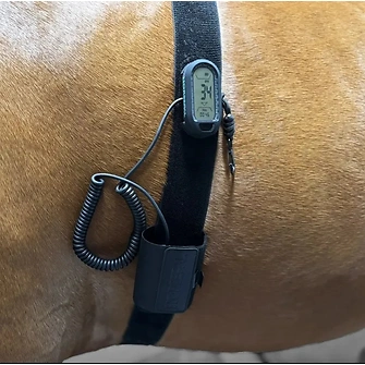 Produkt Bild Horsepal Trainingsband mit Verlängerung 3