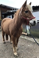 Bericht-Illustration