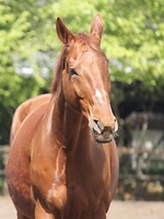 Bericht-Illustration