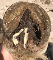 Bericht-Illustration