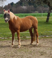 Bericht-Illustration