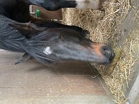 Bericht-Illustration