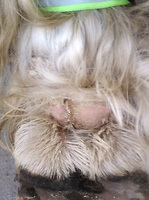 Bericht-Illustration