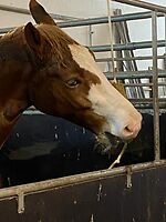 Bericht-Illustration