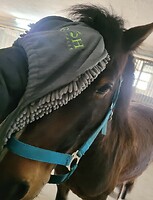 Bericht-Illustration